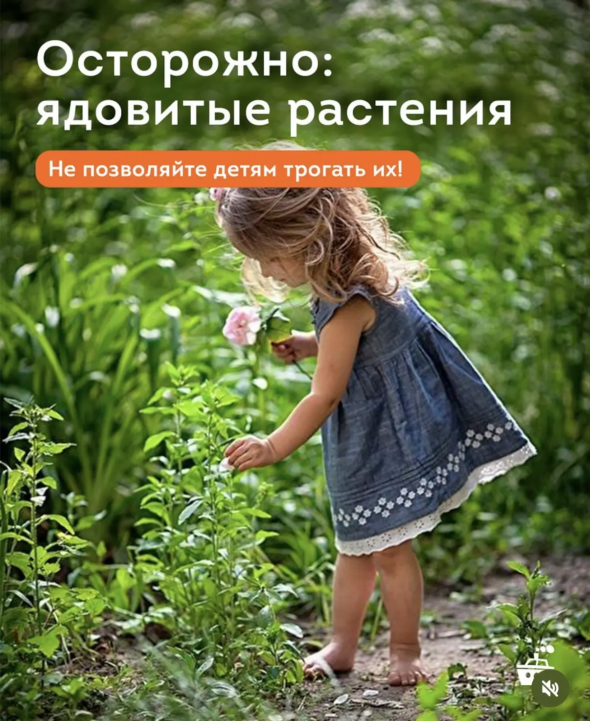 ☝🏼Некоторые растения могут представлять серьёзную опасность для здоровья, особенно для детей, котор