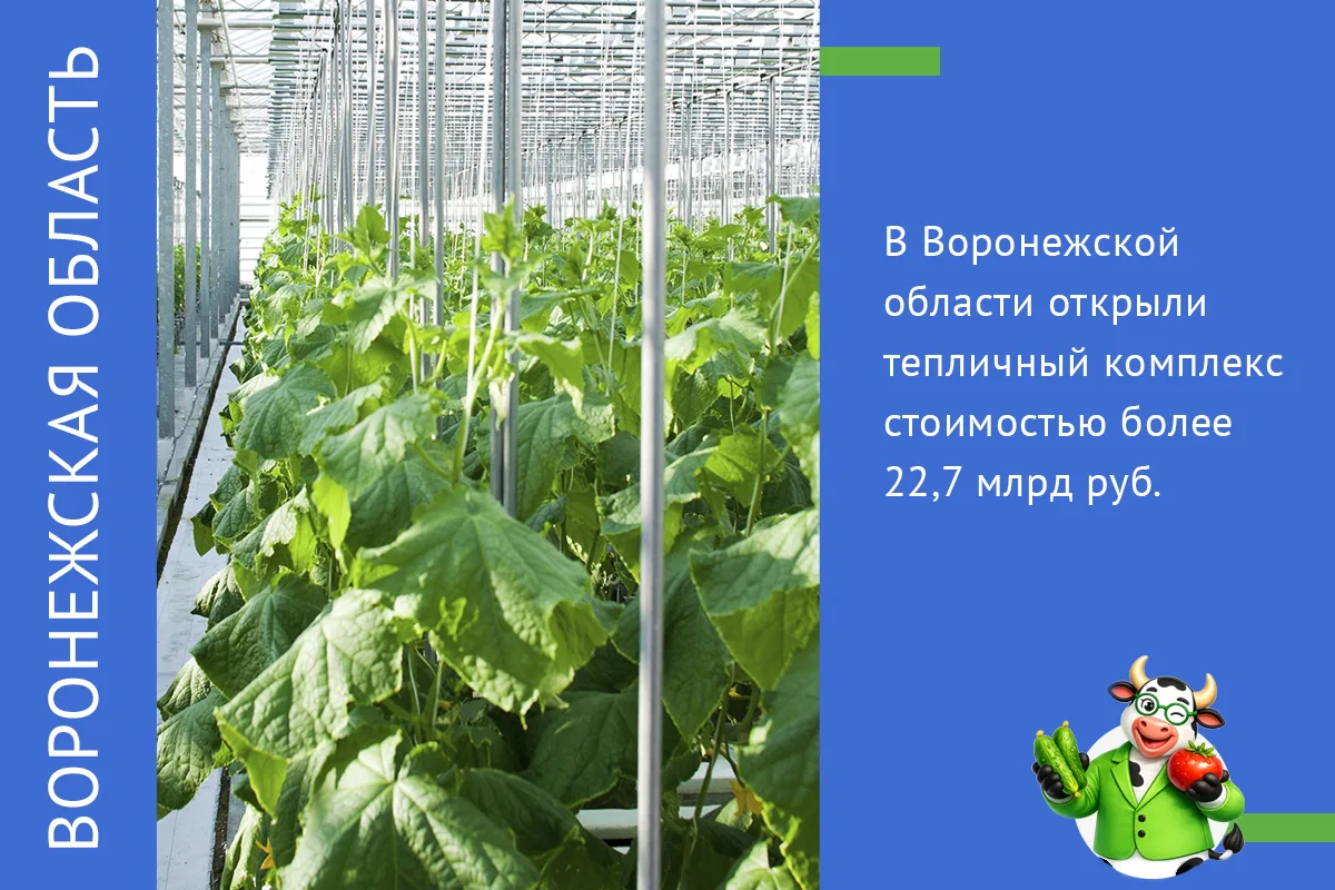 В ВОРОНЕЖСКОЙ ОБЛАСТИ ОТКРЫЛИ ТЕПЛИЧНЫЙ КОМПЛЕКС СТОИМОСТЬЮ БОЛЕЕ 22,7 МЛРД РУБ.