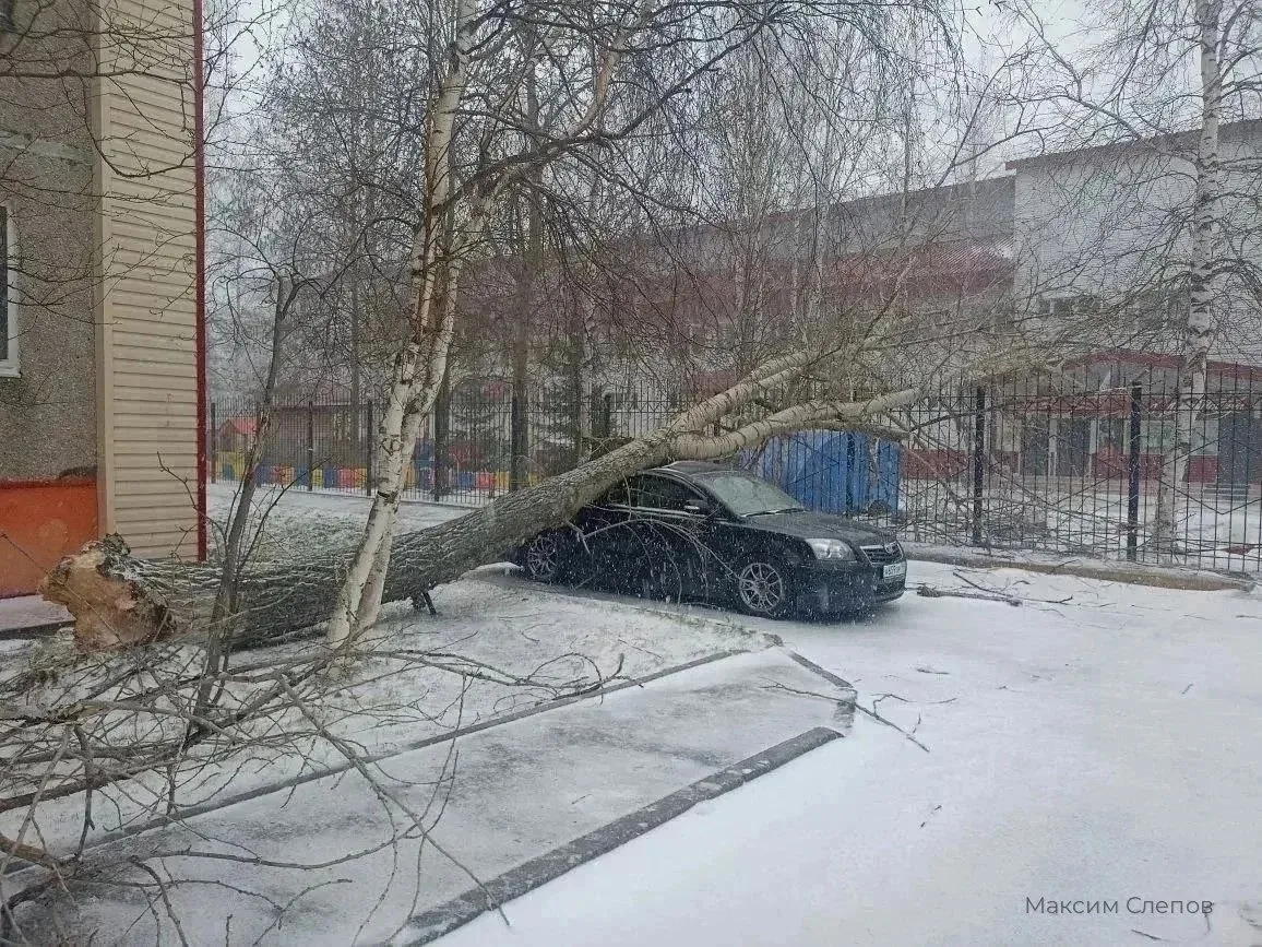 🌪️ В Сургуте сильный ветер валит деревья.  На дороги, автомобили и линии электропередачи падают дере