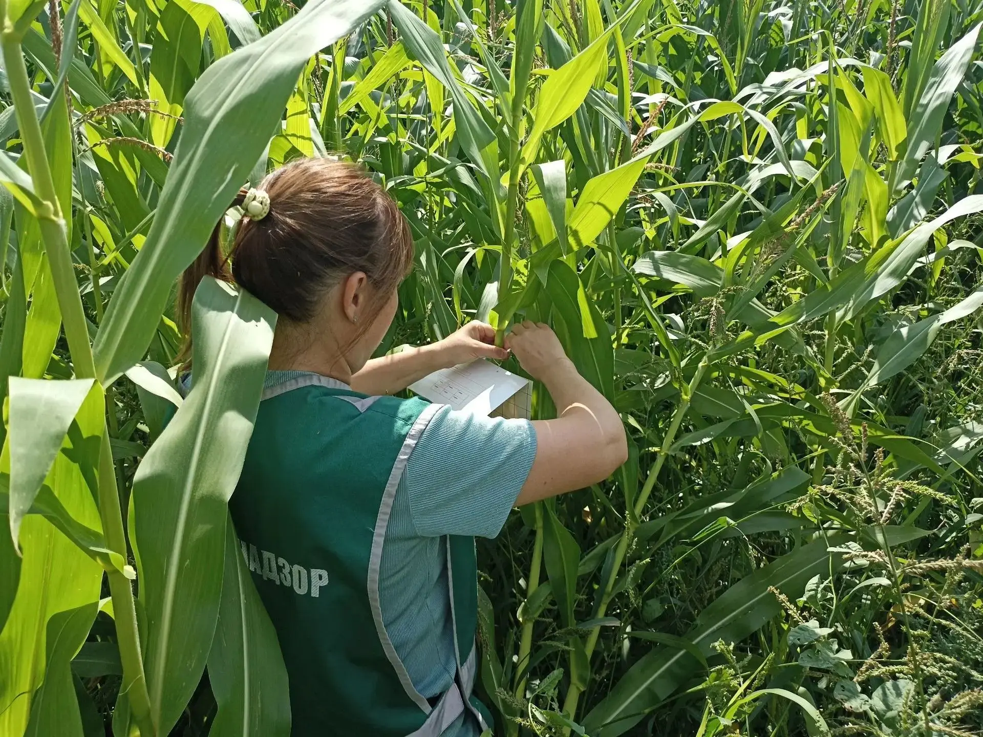 🌽 Россельхознадзором обследовано 160 га посевов кукурузы в Яльчикском округе Чувашии