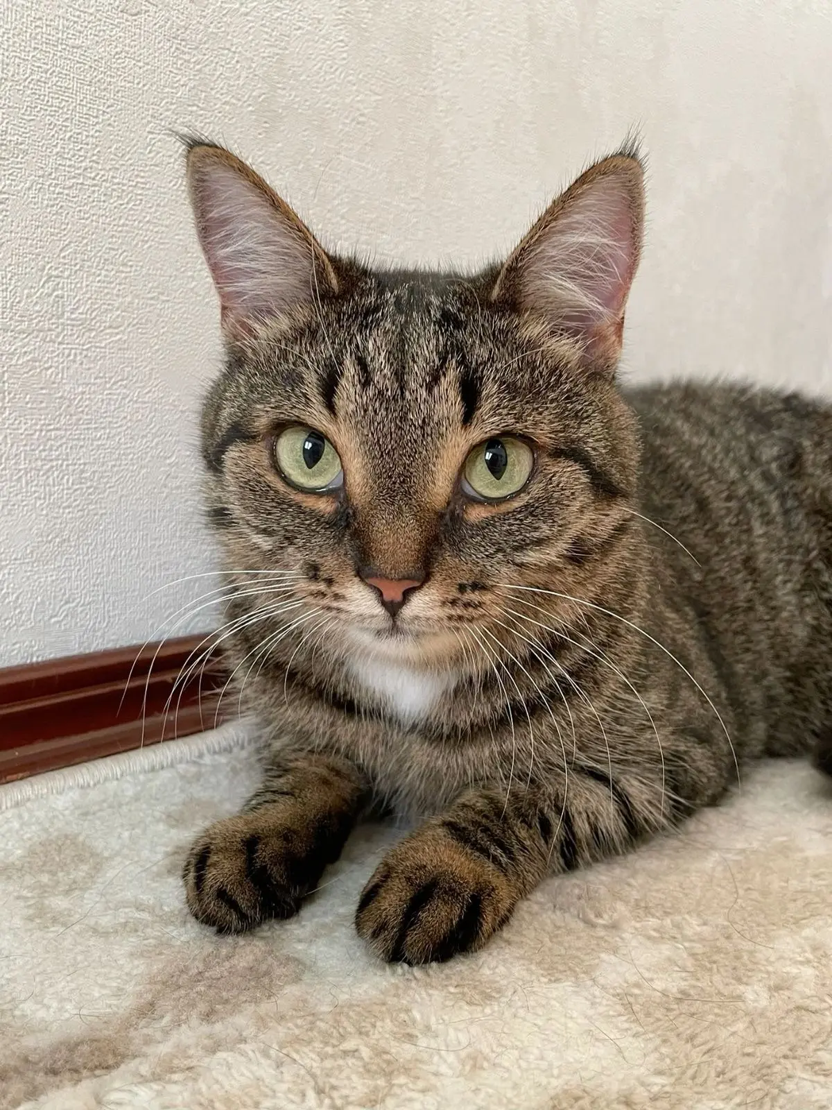 #КотикПодписчика 🥰