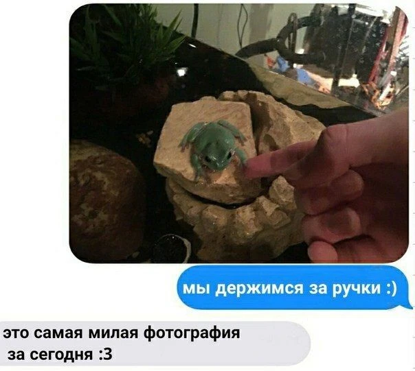любим лягушек и жабок