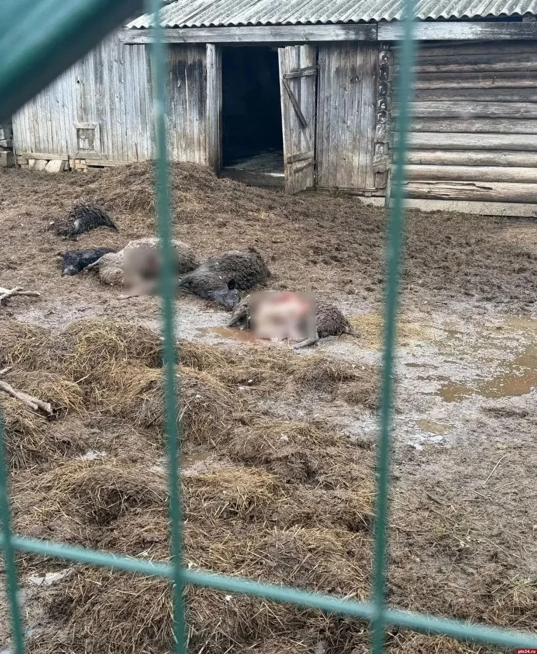 Десять овец в Куньинском районе загрызла собака, а не волки. К такому выводу пришли еге...