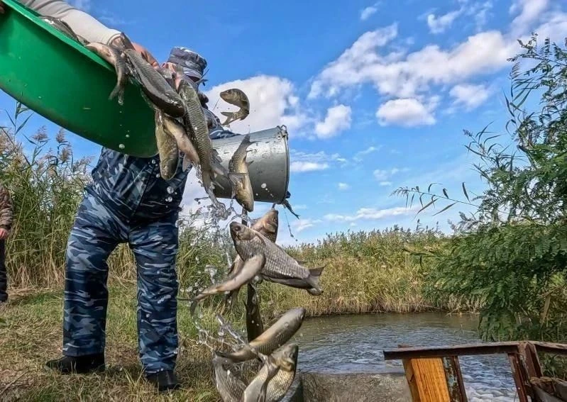 Миллион рыб-камышеедов выпустили атомщики в Ростове