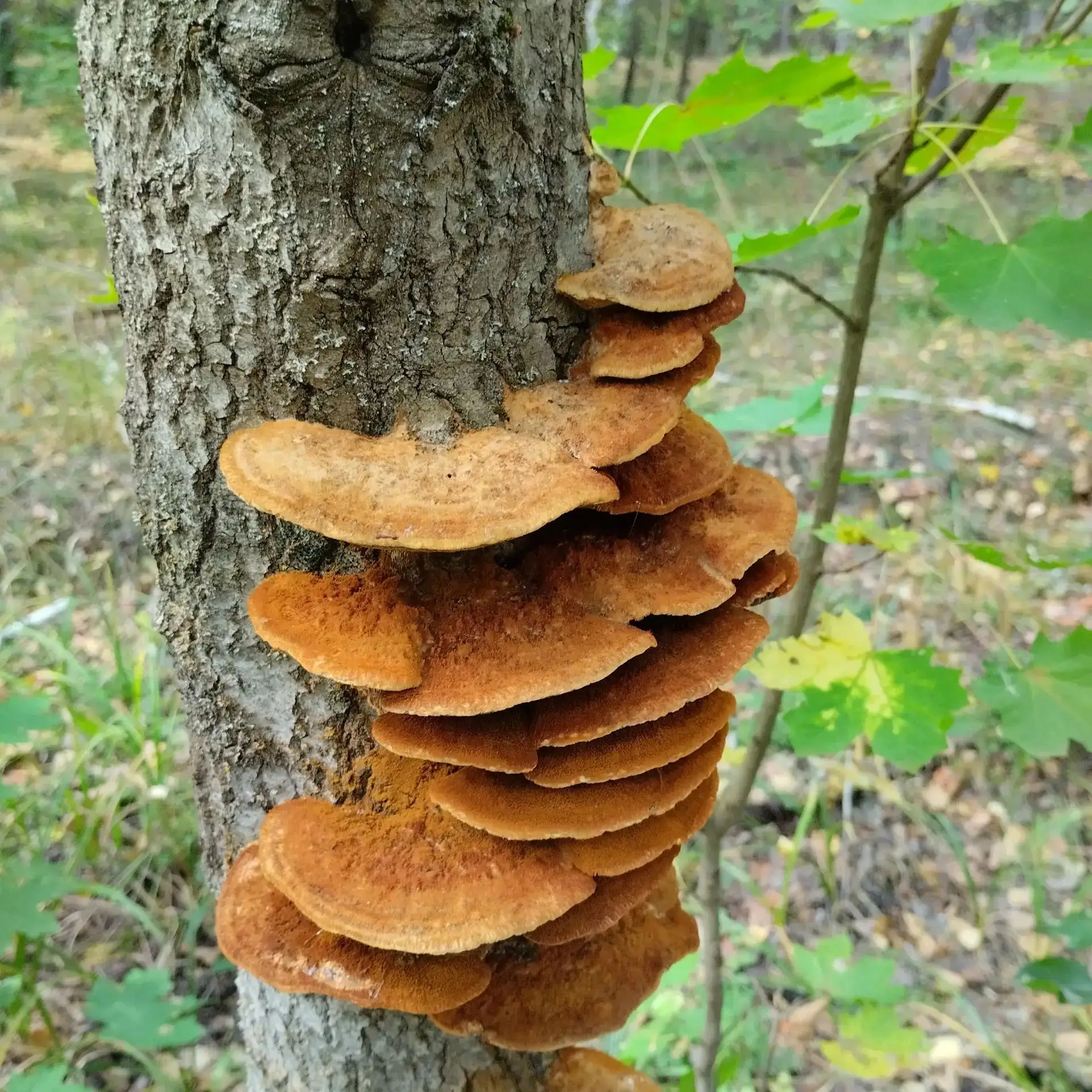 Тихая сказка осени🍁