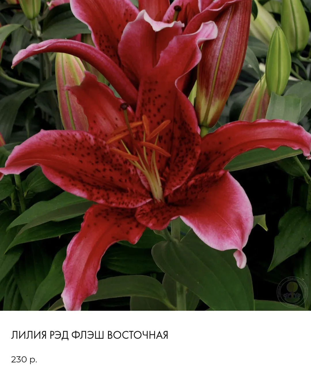 Цена 230₽/шт