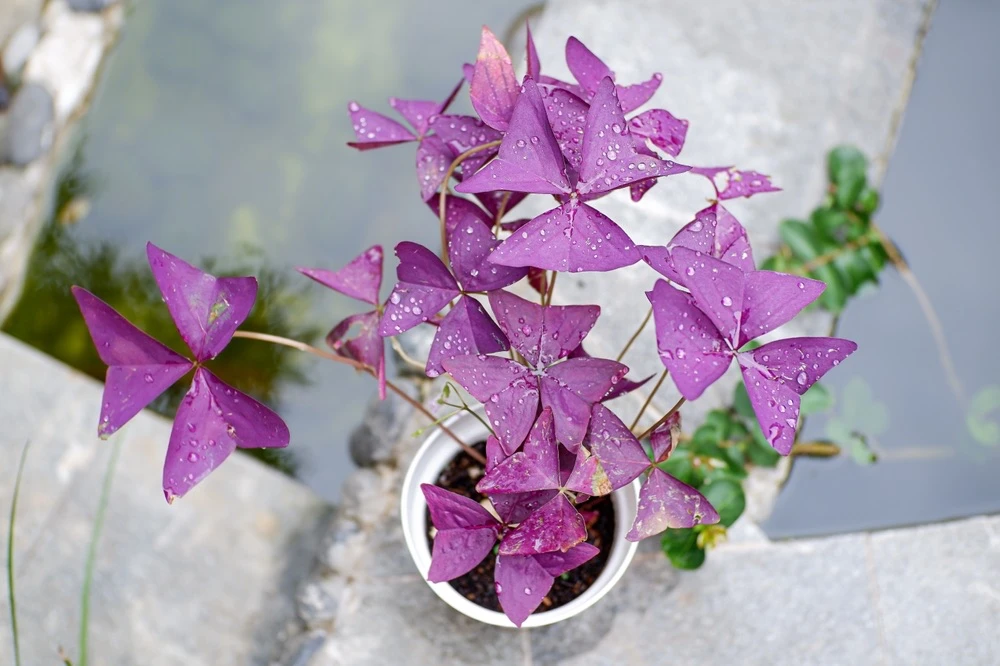 Следующий лот в рубрике #бюджетнаяботаника - Оксалис (Oxalis, «Кислица», «Цветок-бабочка»)
