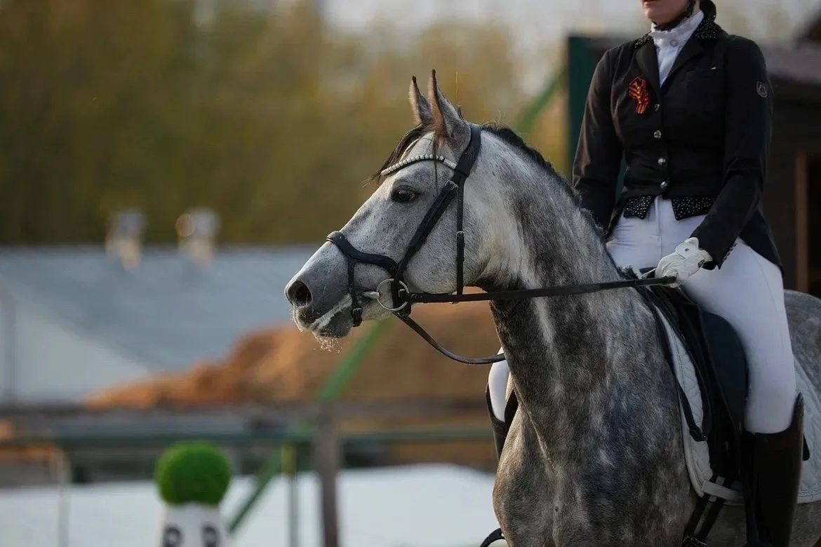 ВЫЕЗДКА🐎🐎🐎