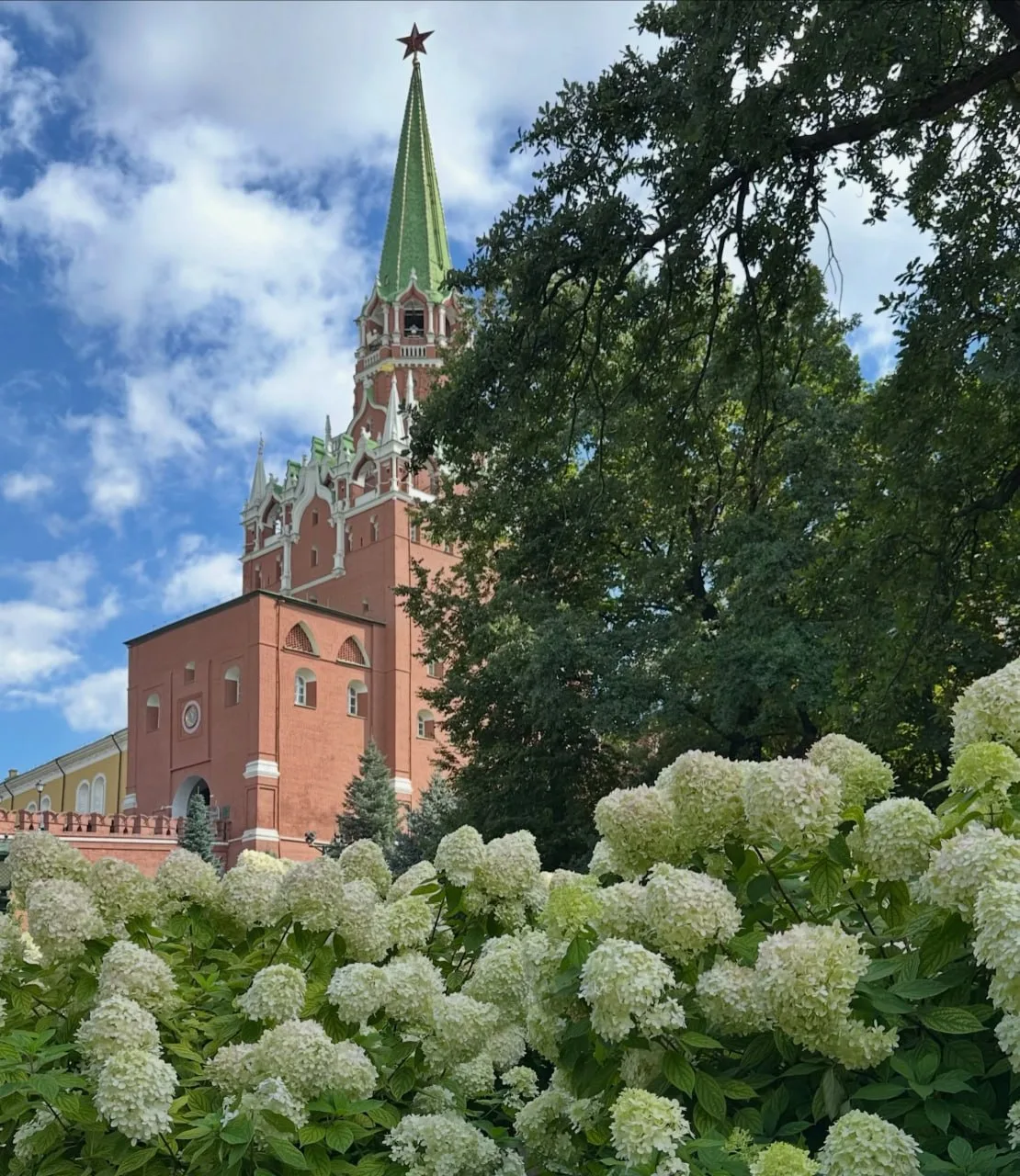 🌿 Гортензии украсили Александровский сад