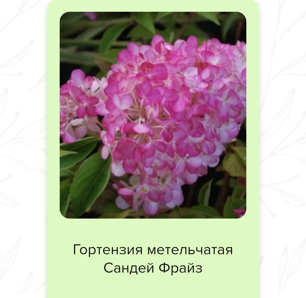 Гортензия метельчатая — это садовый кустарник, отличающийся пышными гроздьями. Кустарни...