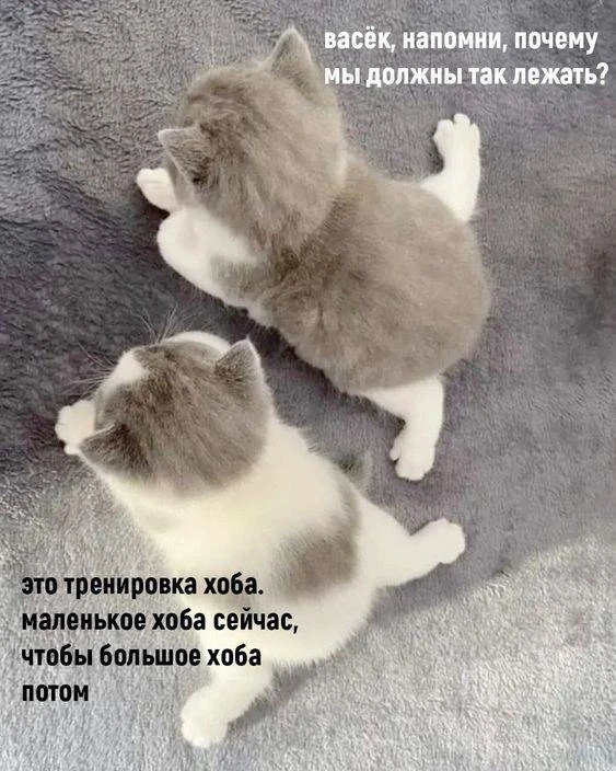 Мемы каждый день • Подписаться