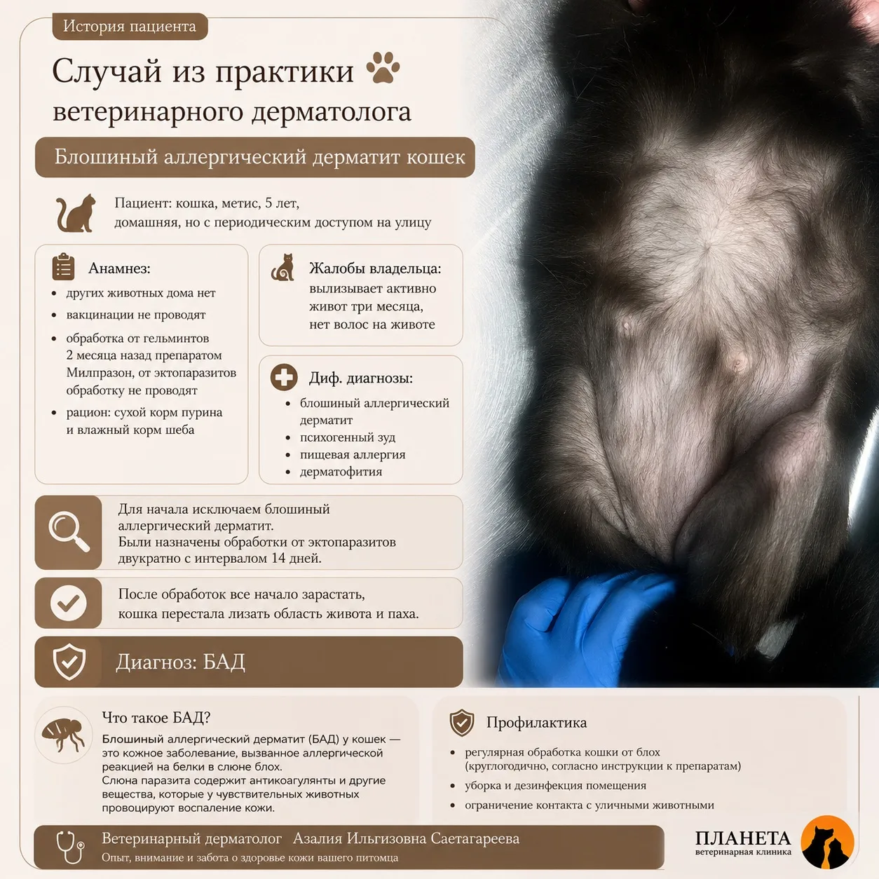 Кошка вылизывает живот до залысин? Причина может быть не в “стрессе”, а в блохах 🐱