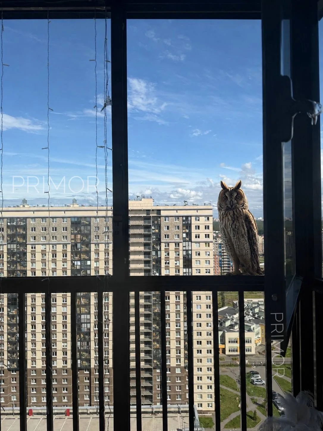 🦉 Юнтолово: сова прилетела на балкон — кто‑то ждёт письмо из Хогвардса?

Пернатый гость выбрал Прим