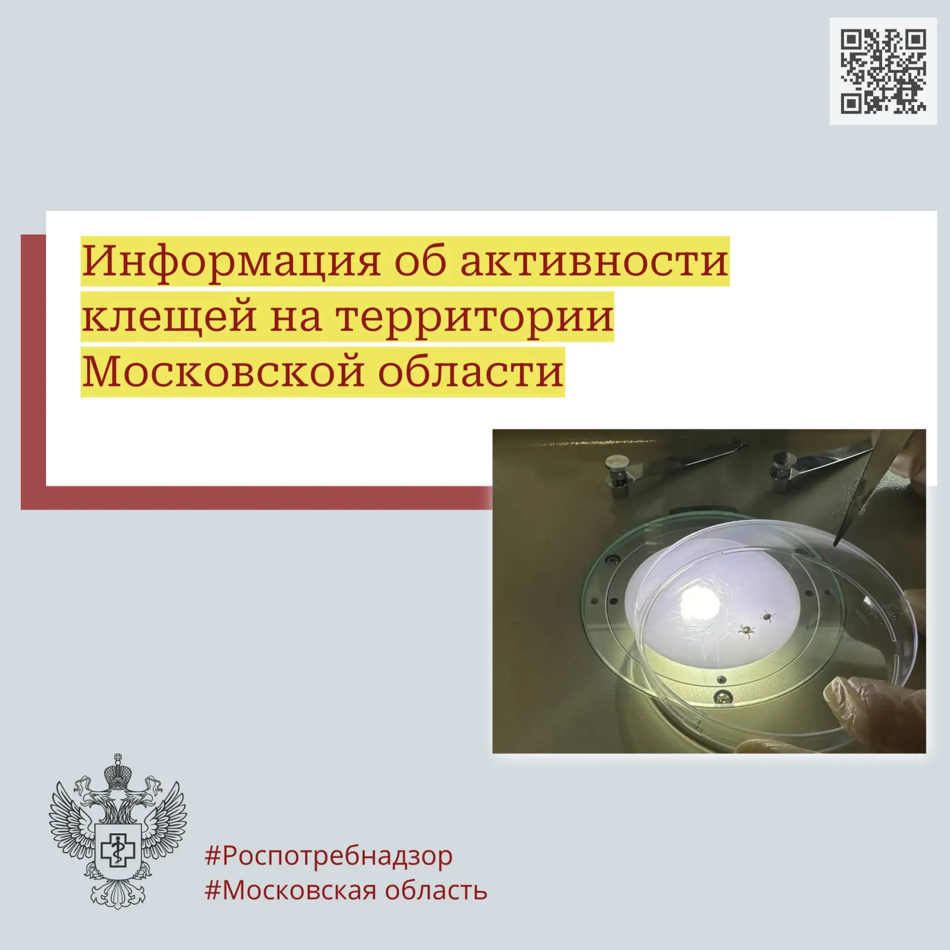 Управление Роспотребнадзора по Московской области информирует об активности клещей на т...
