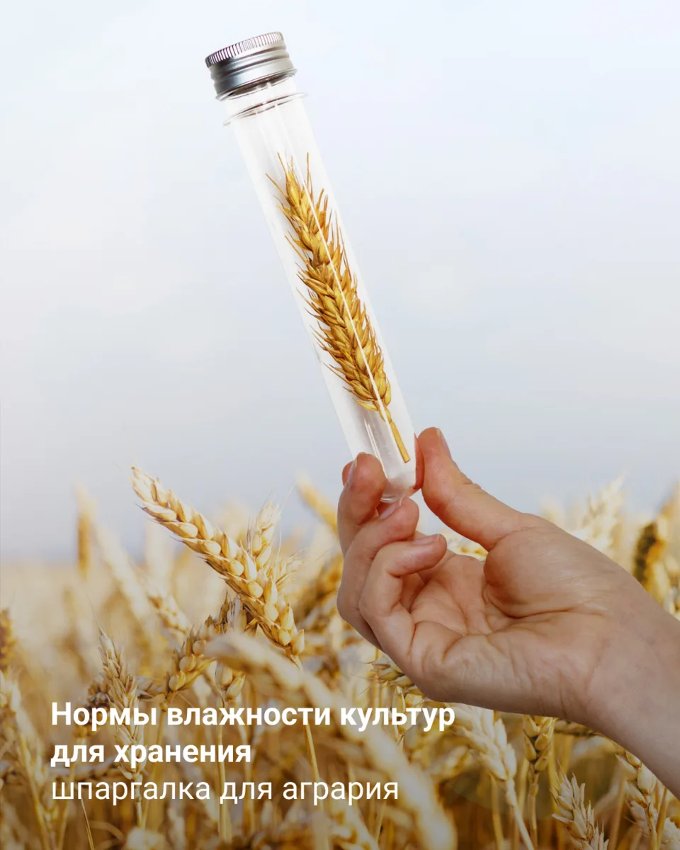 Нормы влажности культур для хранения

Сохраняйте шпаргалки с рекомендуемой влажностью для основных