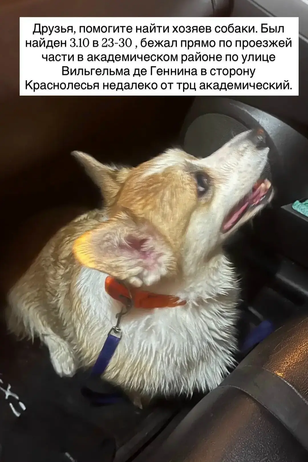 Найдена собака, корги, окрас рыжий с белым (Екатеринбург, Академический район)