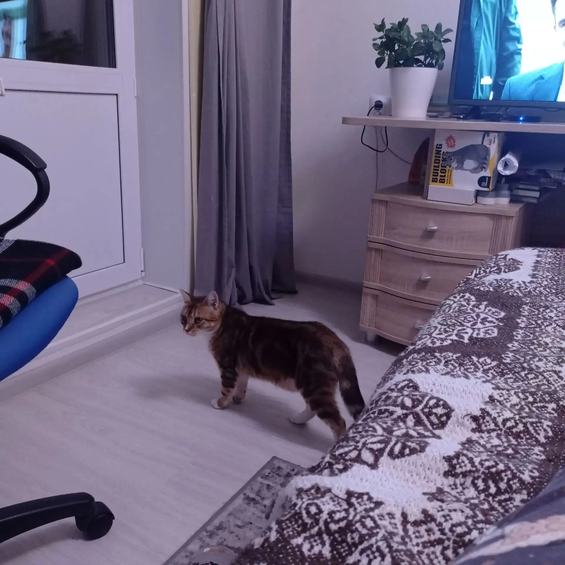 Привет из дома прислал наш неотразимый недотрога Красавчик 😍