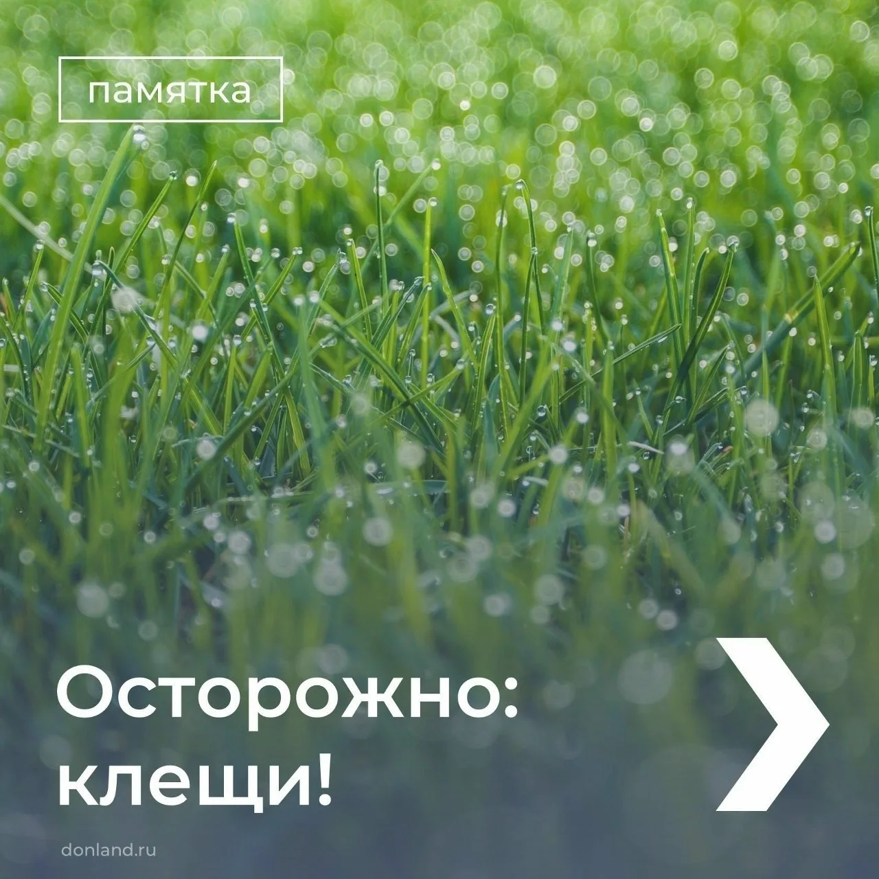 ❓Как защититься от клещей, смотрите в карточках ▶️

Об этом сообщает пресс-служба Правительства Рост