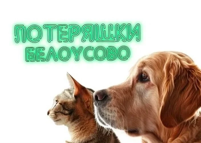 Мы НЕ публикуем на стене информацию о потерянных или найденных животных. Это можно сдел...