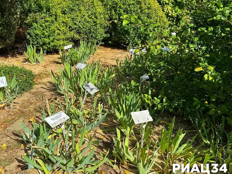 🌱 Секрет пышного цветения: что нужно знать об осеннем уходе за ирисами.