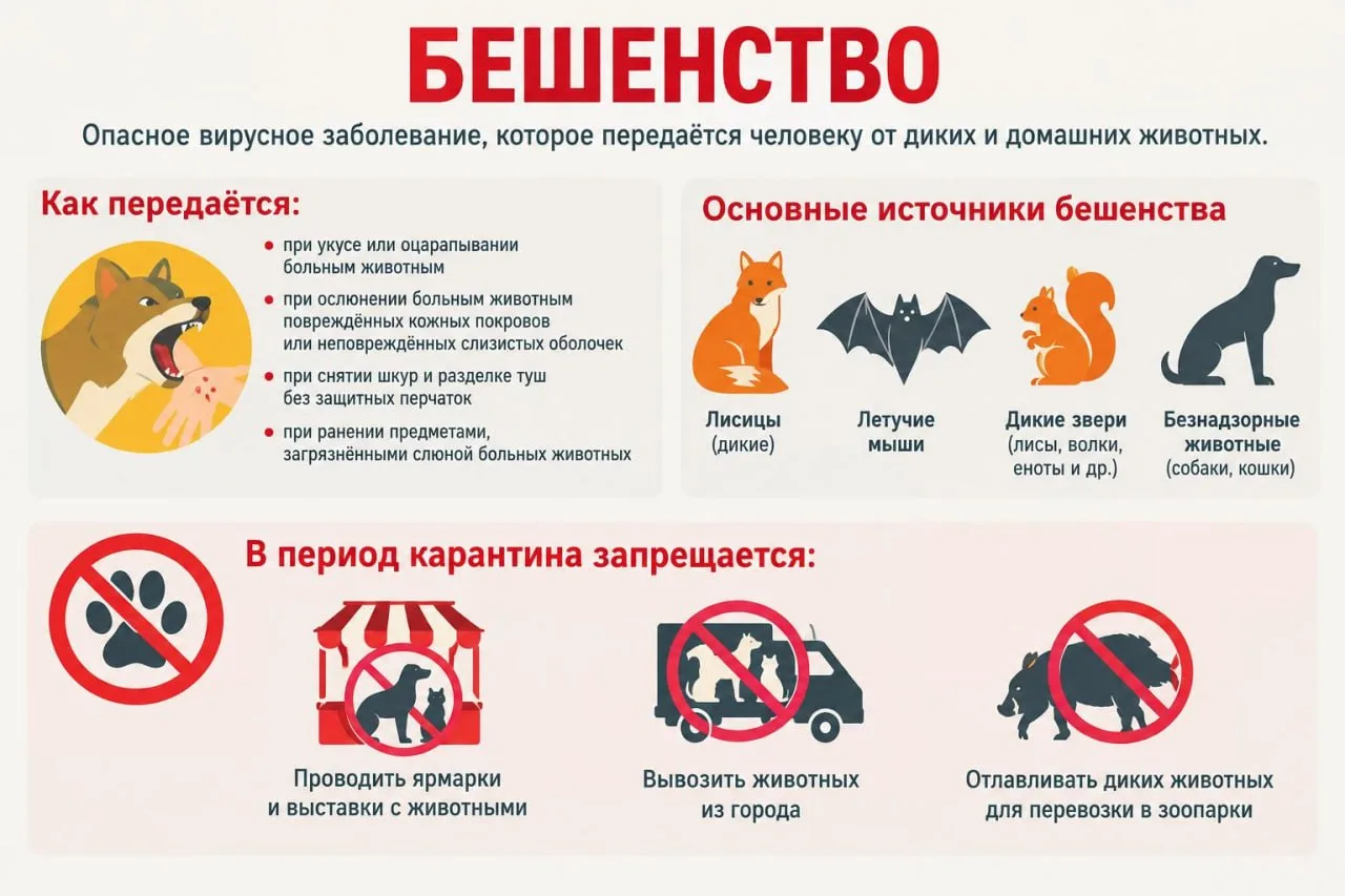 ❌🐶Карантин по бешенству ввели власти в Подольске