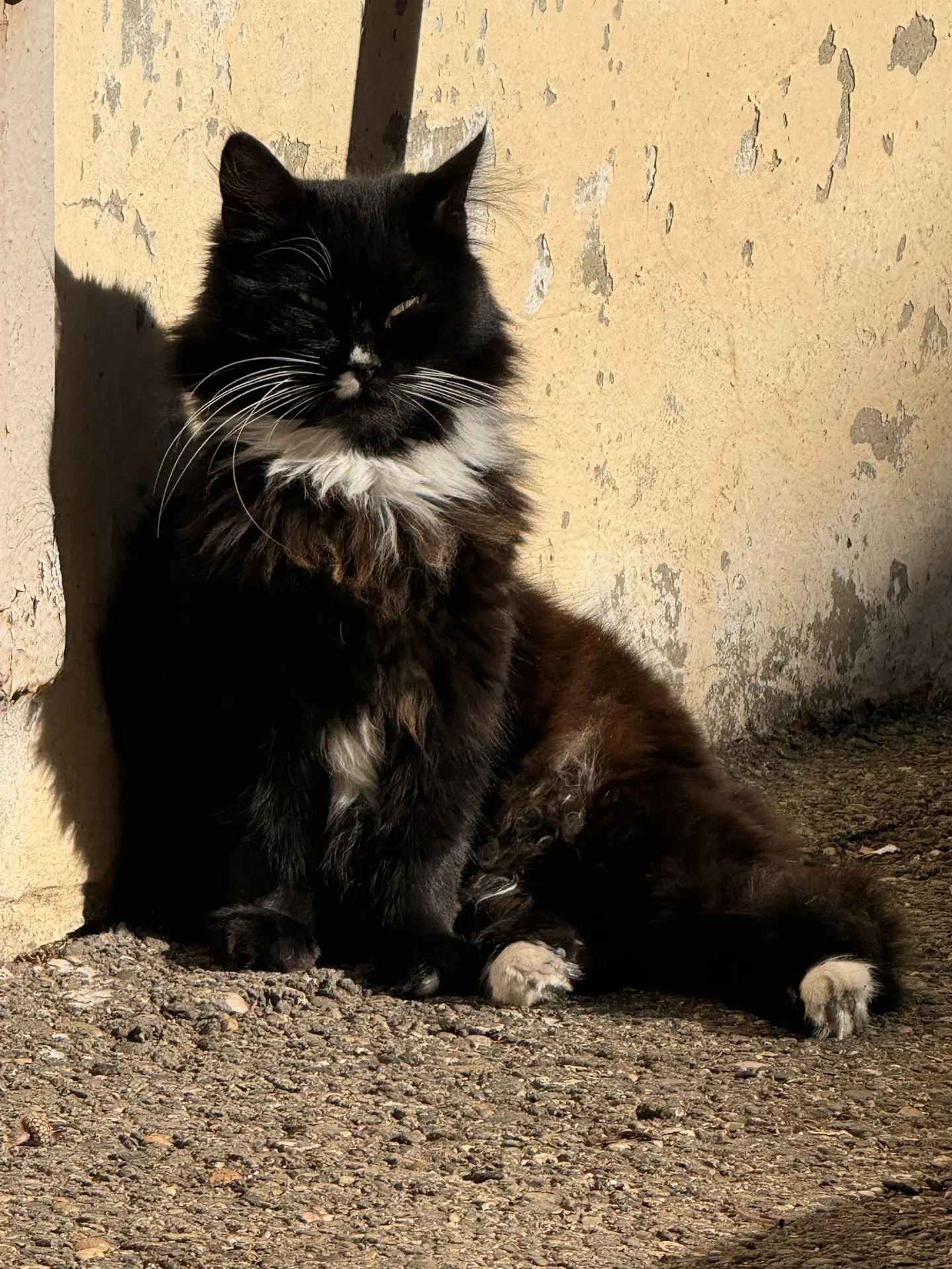 Кайфуют все!) Особенно котики🐱