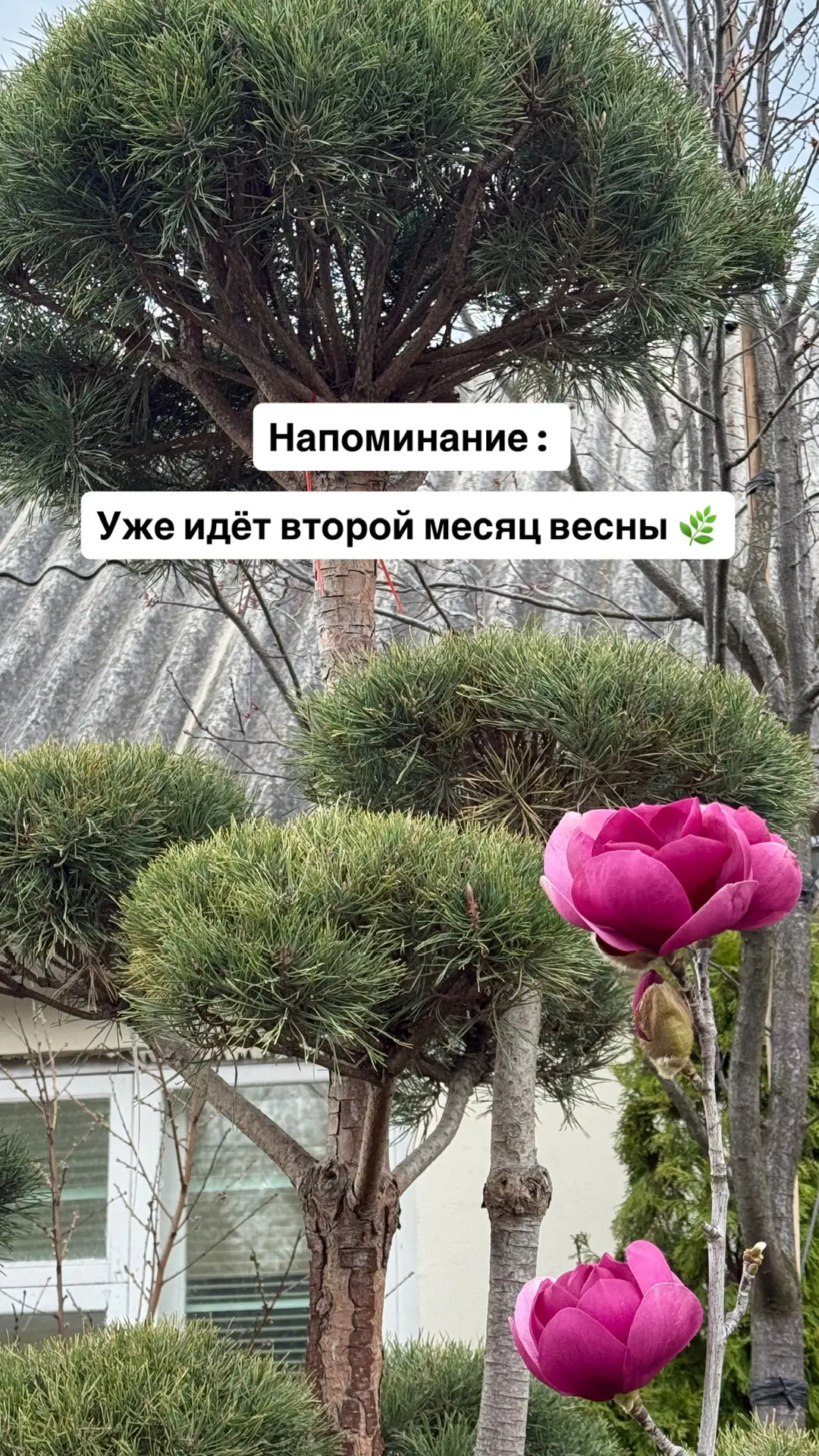 Сейчас на площадке большой выбор растений — можно приехать, посмотреть всё вживую и под...
