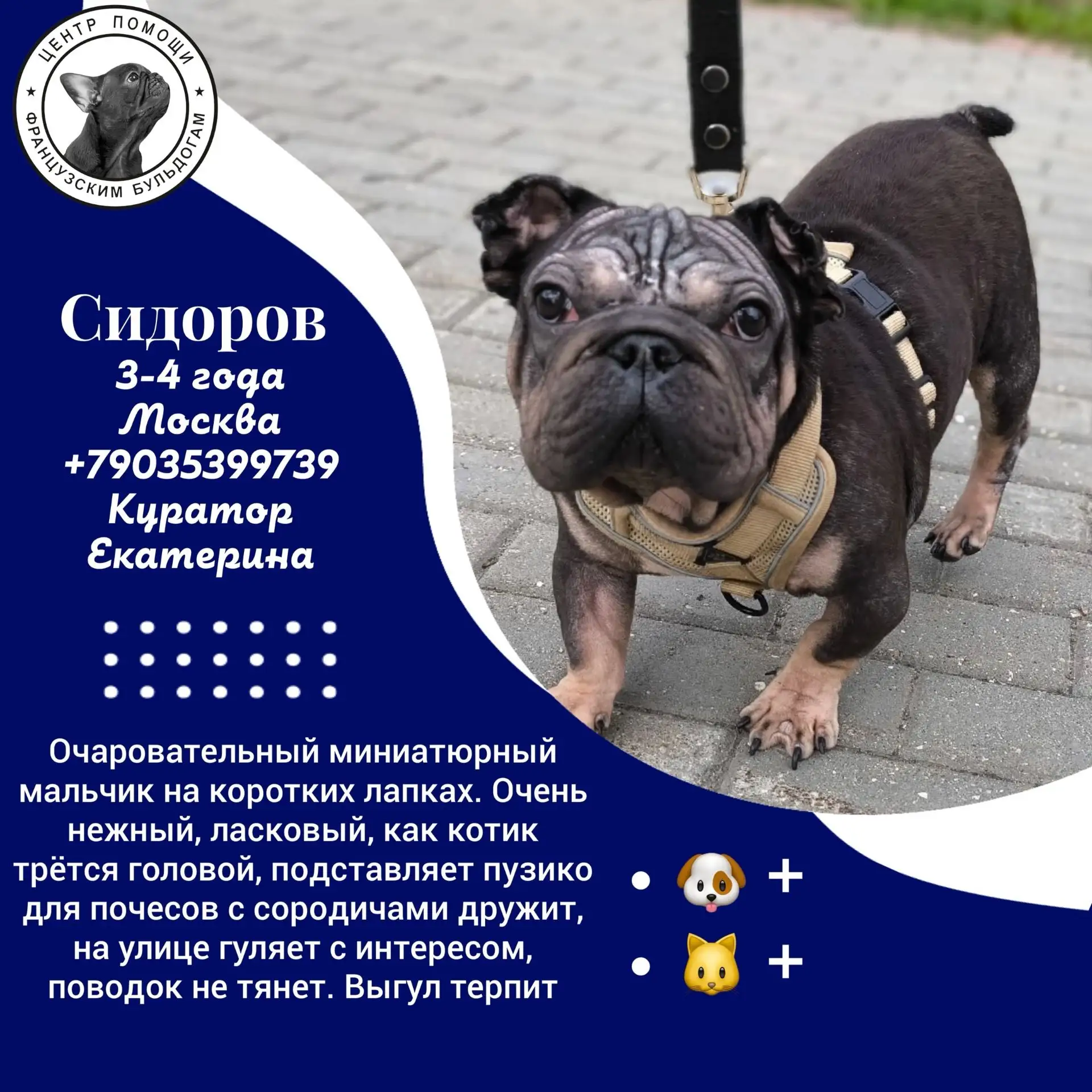 📢 ИЩЕМ ДОМ ДЛЯ ТРЁХ ФРАНЦУЗСКИХ БУЛЬДОГОВ