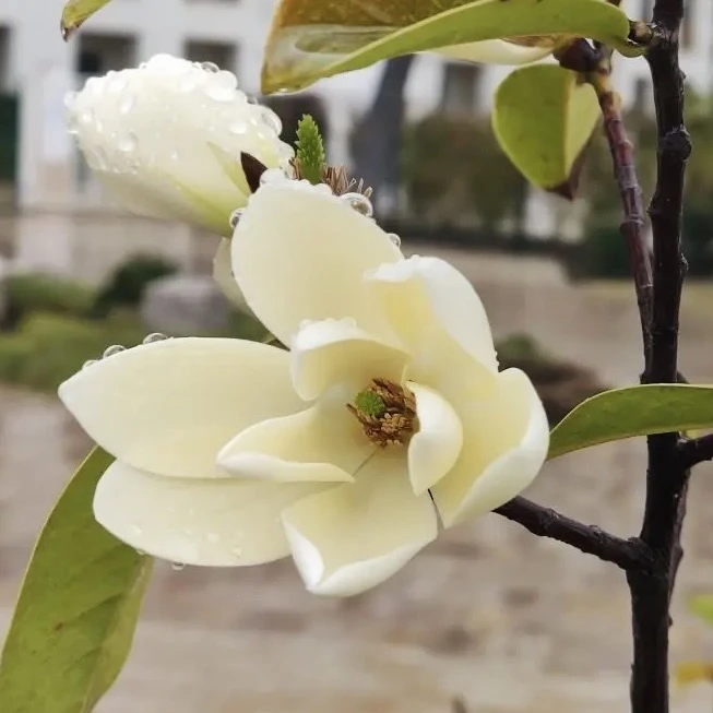 🍭 Аромат леденцов от магнолии левколистной (Magnolia laevifolia).