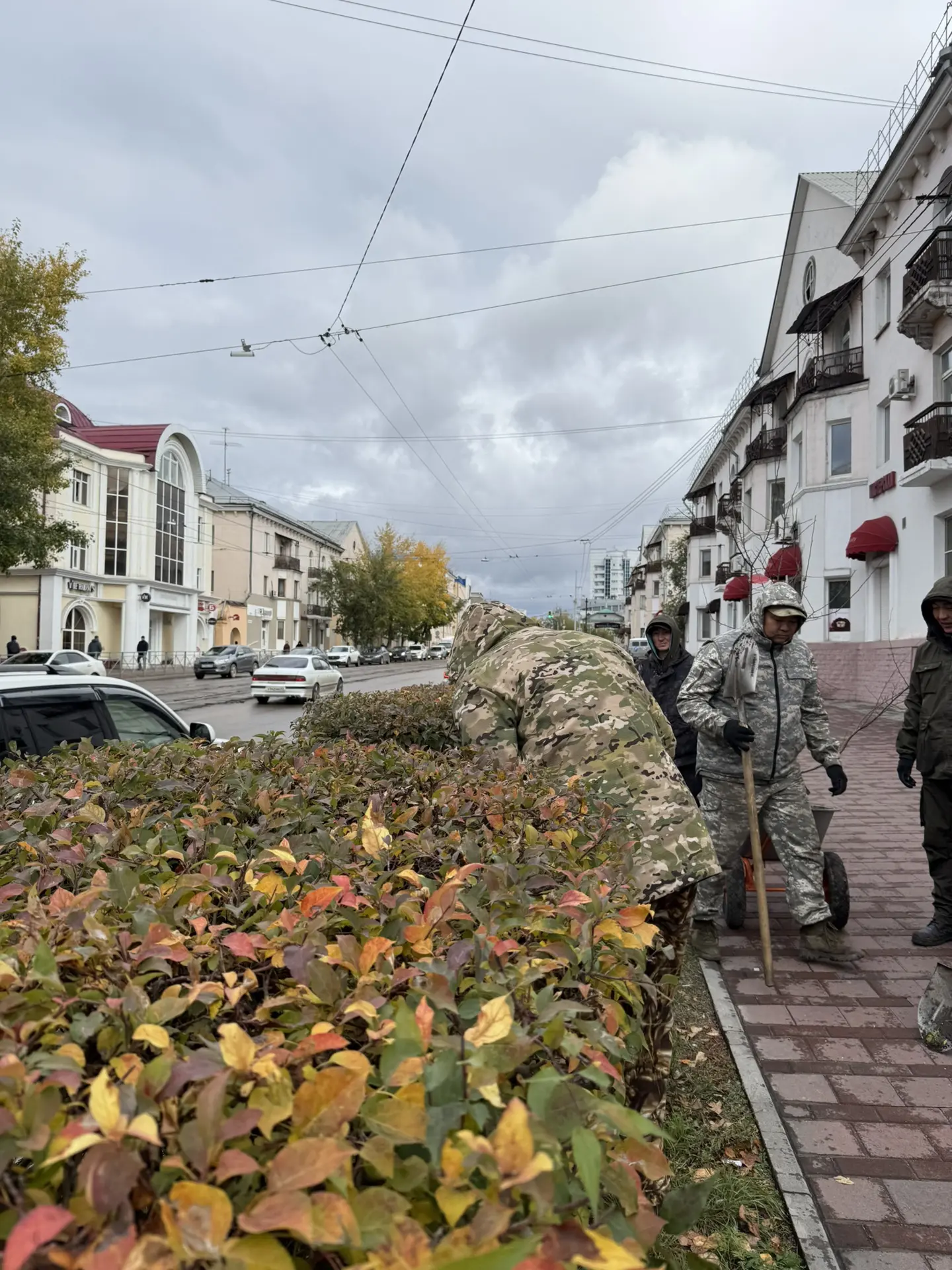 Возвращаем зелень на улицу Коммунистическую