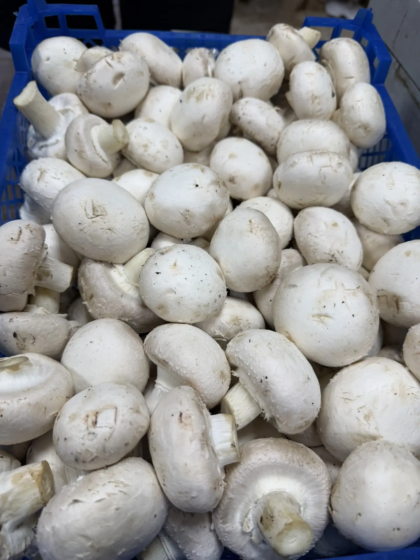 Большая поставка ‼️‼️

Грибы 🍄‍🟫 Шампиньоны 1кг 
239.9р