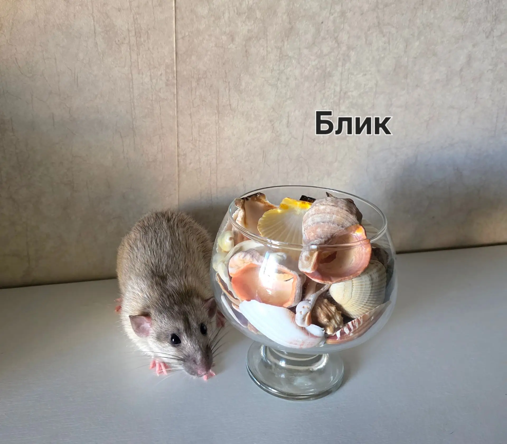 Три лизунчика из истории