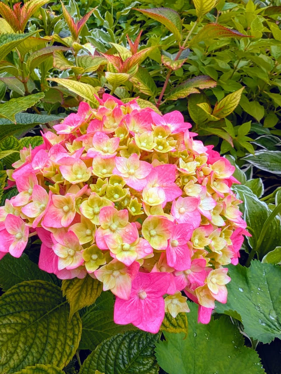 Доброе утро!🌷