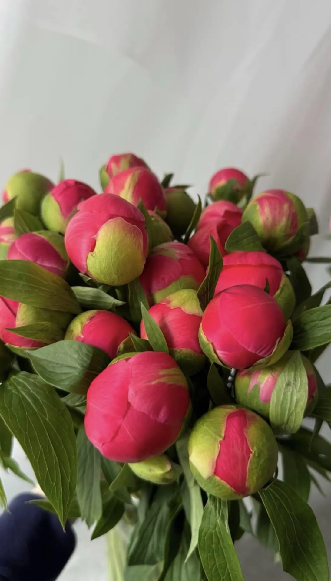 Пионы Coral Charm — это просто неотразимая красота, от которой невозможно отвести взгля...