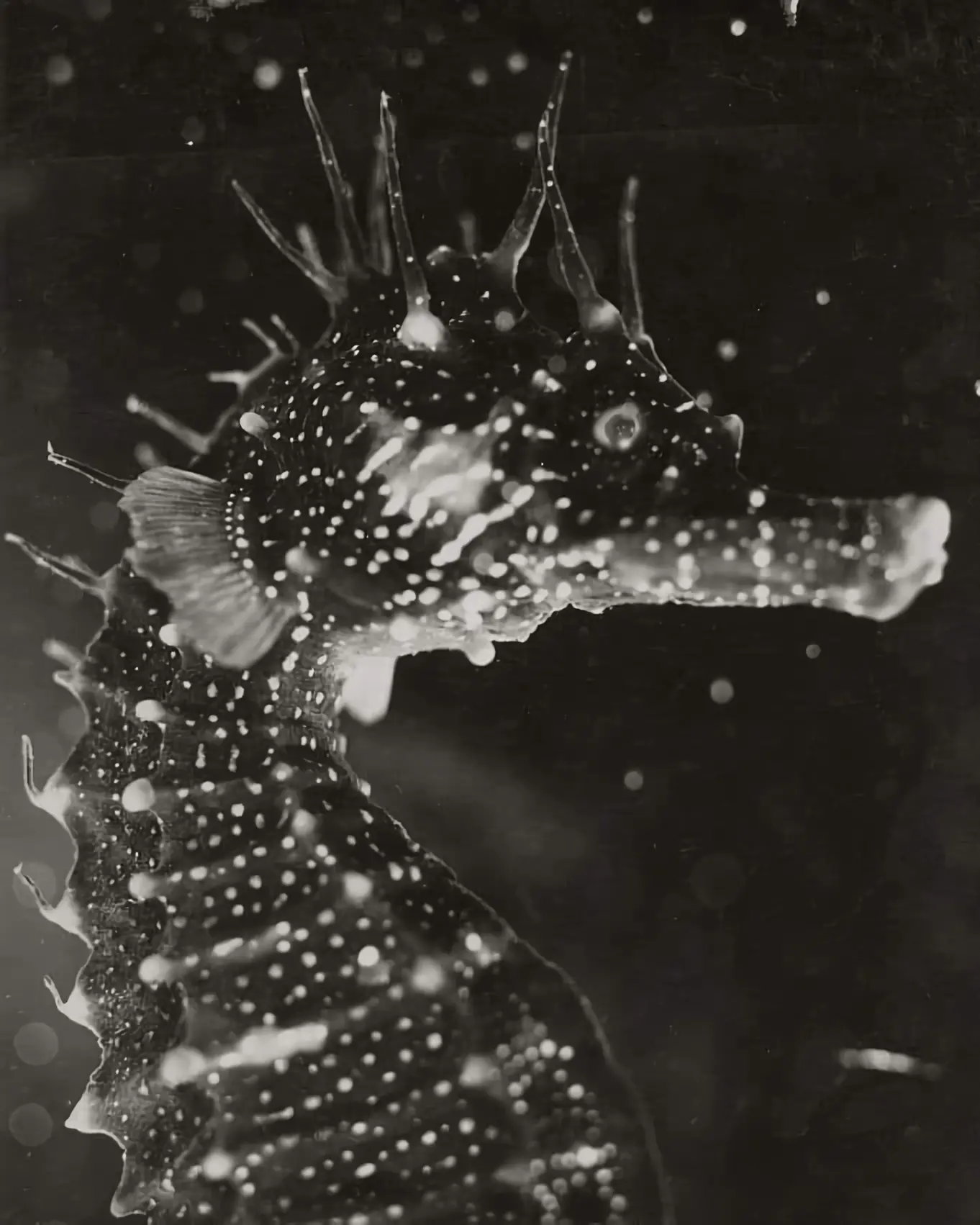 Морской конек, 1933 год