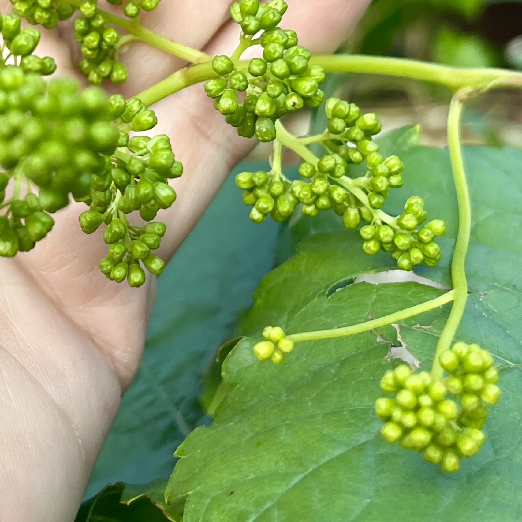 🍇 КАК УХАЖИВАТЬ ЗА ВИНОГРАДОМ ВЕСНОЙ: 5 ВАЖНЫХ ШАГОВ  Весеннее пробуждение винограда — ответственный