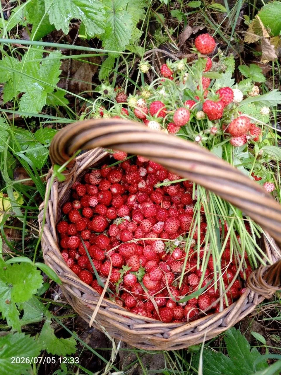 🌿🍒🫐Природные дары июля