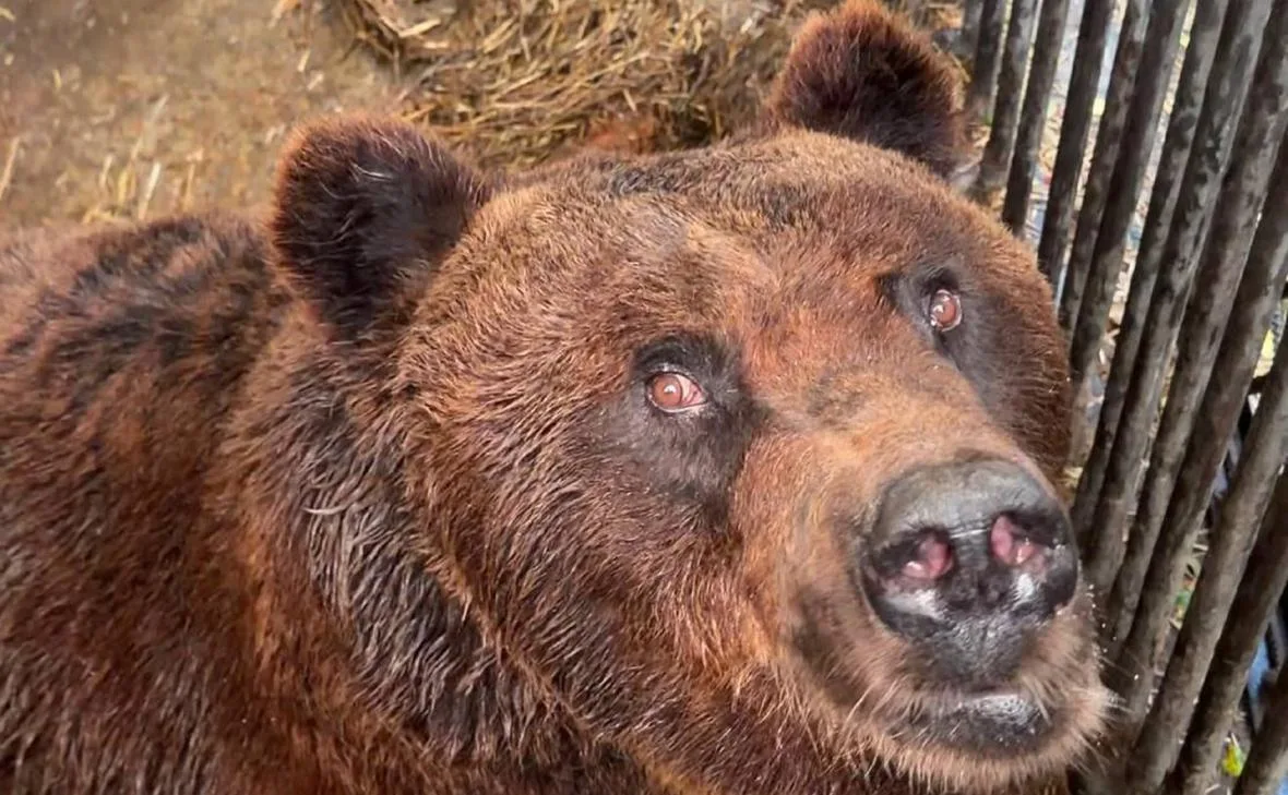 Медведя Кузю доставили в Москву на лечение 🐻

Из Красноярска привезли животное, у которого отказали