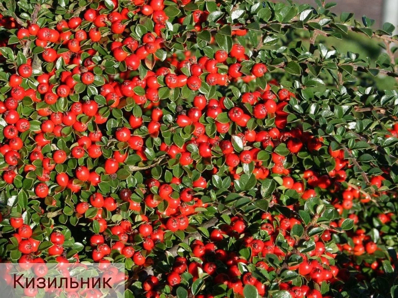 Кустарники для живой изгороди🌿