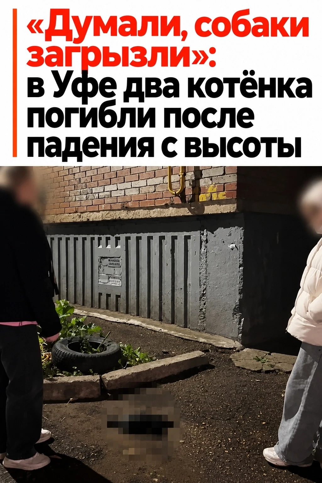 ⚠️ В Уфе два котёнка погибли после падения с высоты