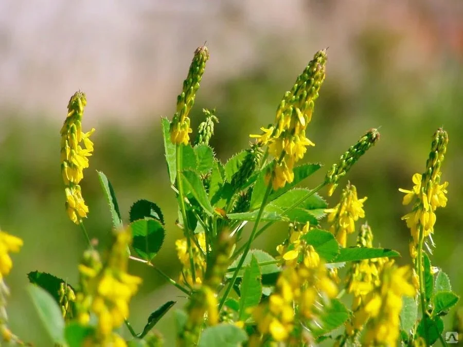 🌼 ДОННИК