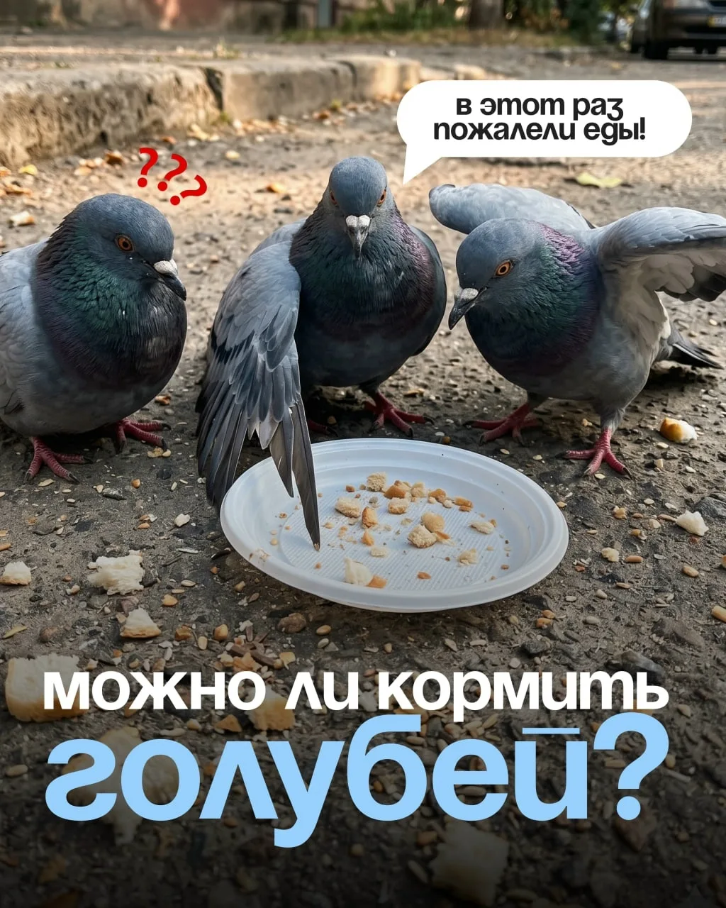 🍞 Регулярное кормление голубей часто воспринимается как забота о природе, однако на пр...