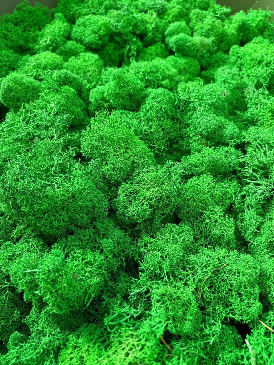 🌿✨ Подарите себе кусочек вечного леса: Стабилизированный Ягель! ✨🌿