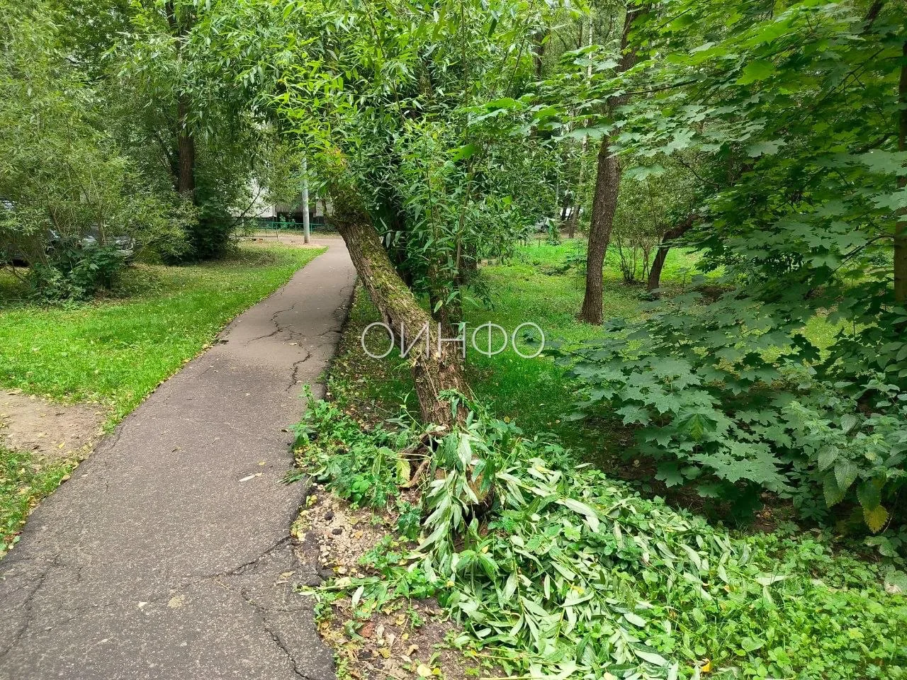 🌳 Падающее дерево опасно нависает над пешеходной дорожкой возле дома №10 на Союзной улице Одинцово.