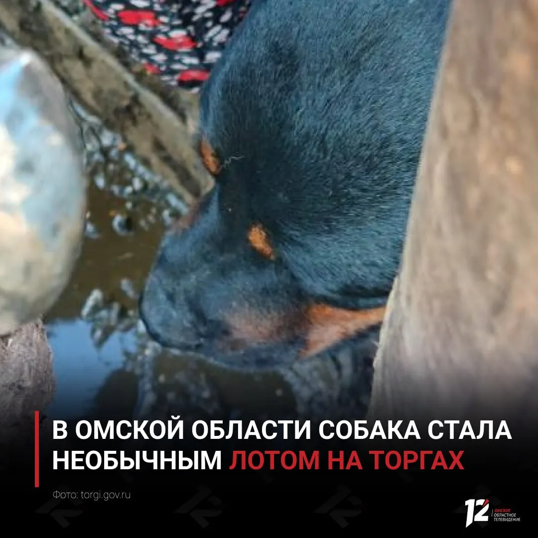 🐕  В Омской области собака стала необычным лотом на торгах