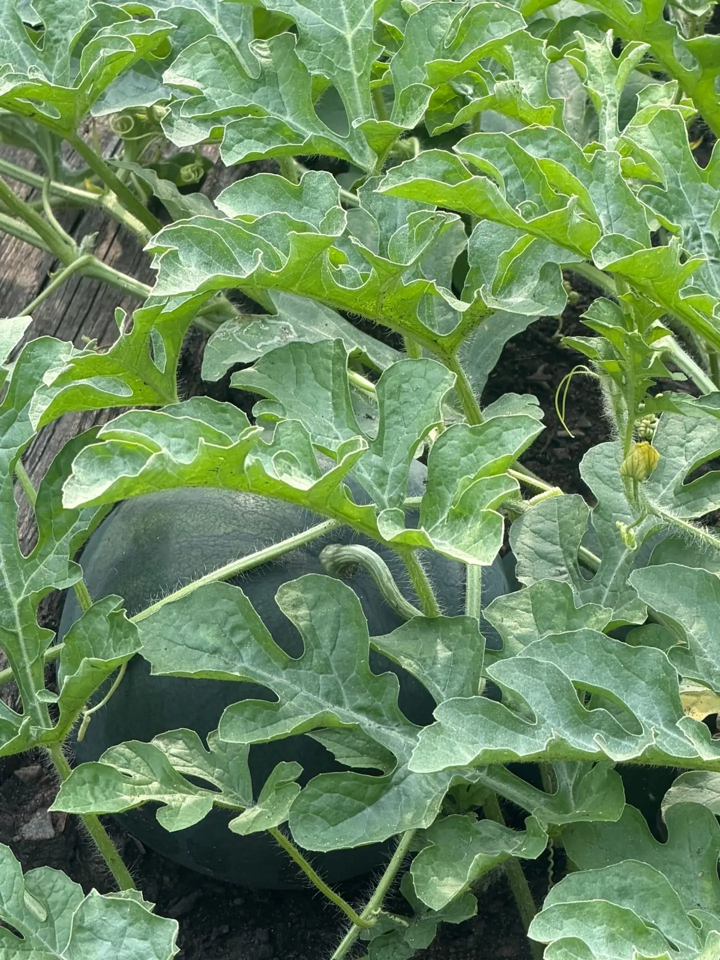 🍉🍉  Первые арбузики,выращенные на территории нашего детского сада 🍉🍉
Мы ждем для выращивания вос