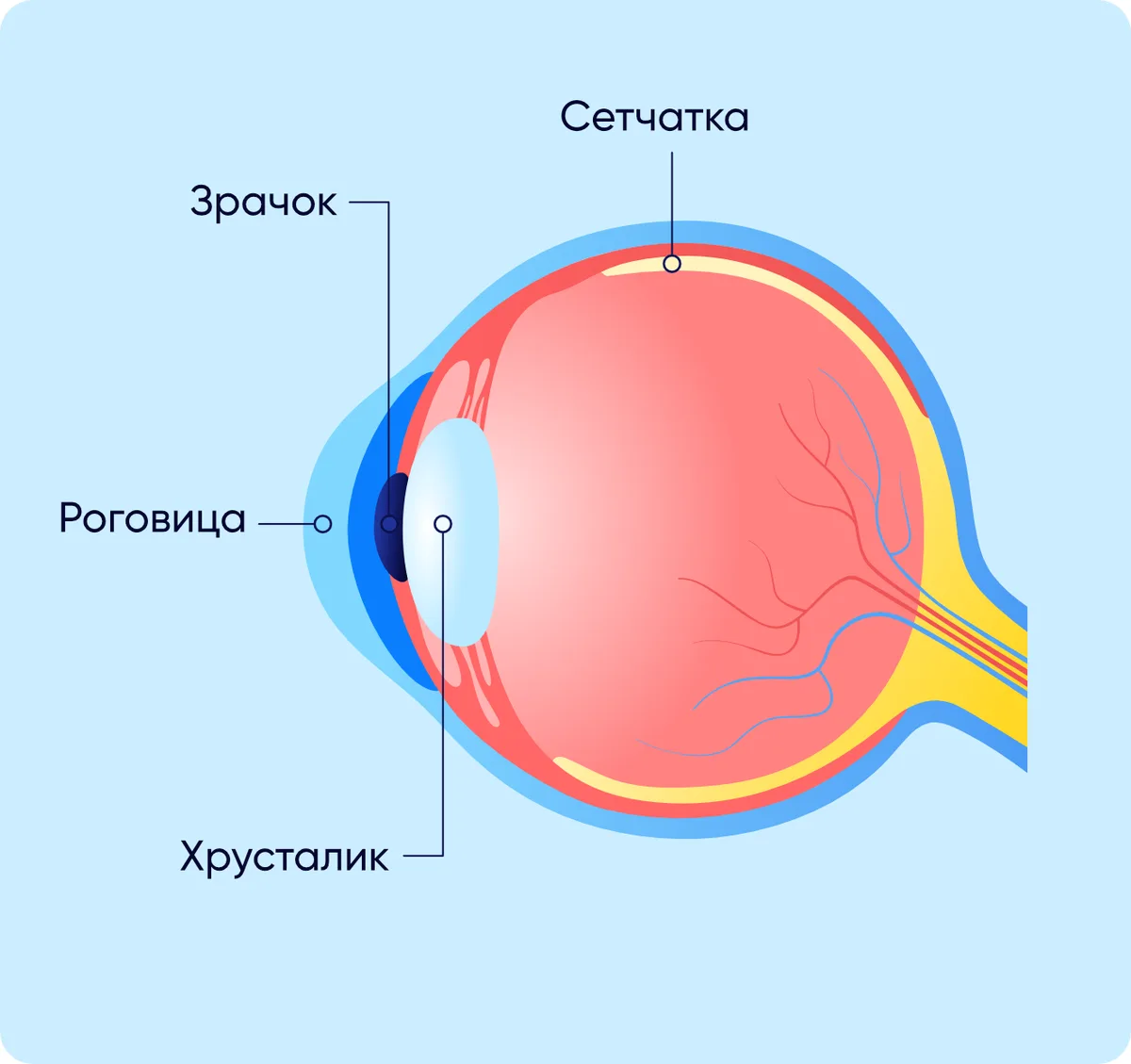 Хрусталик глаза 👁️: маленький, но важный. Что должен знать оптометрист 👓?

Хрусталик — одна из клю
