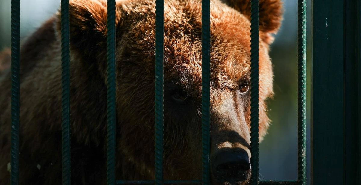 Бурого медведя поручили оперативно исключить из числа лимитированных видов, — вице-прем...