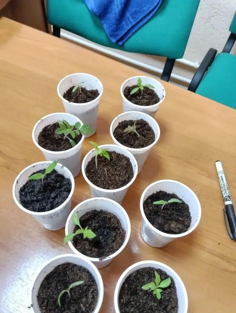✨Забота о будущем урожае ⁣ 🏡🌱Проживающие Холмовского дома-интерната для престарелых и инвалидов успе