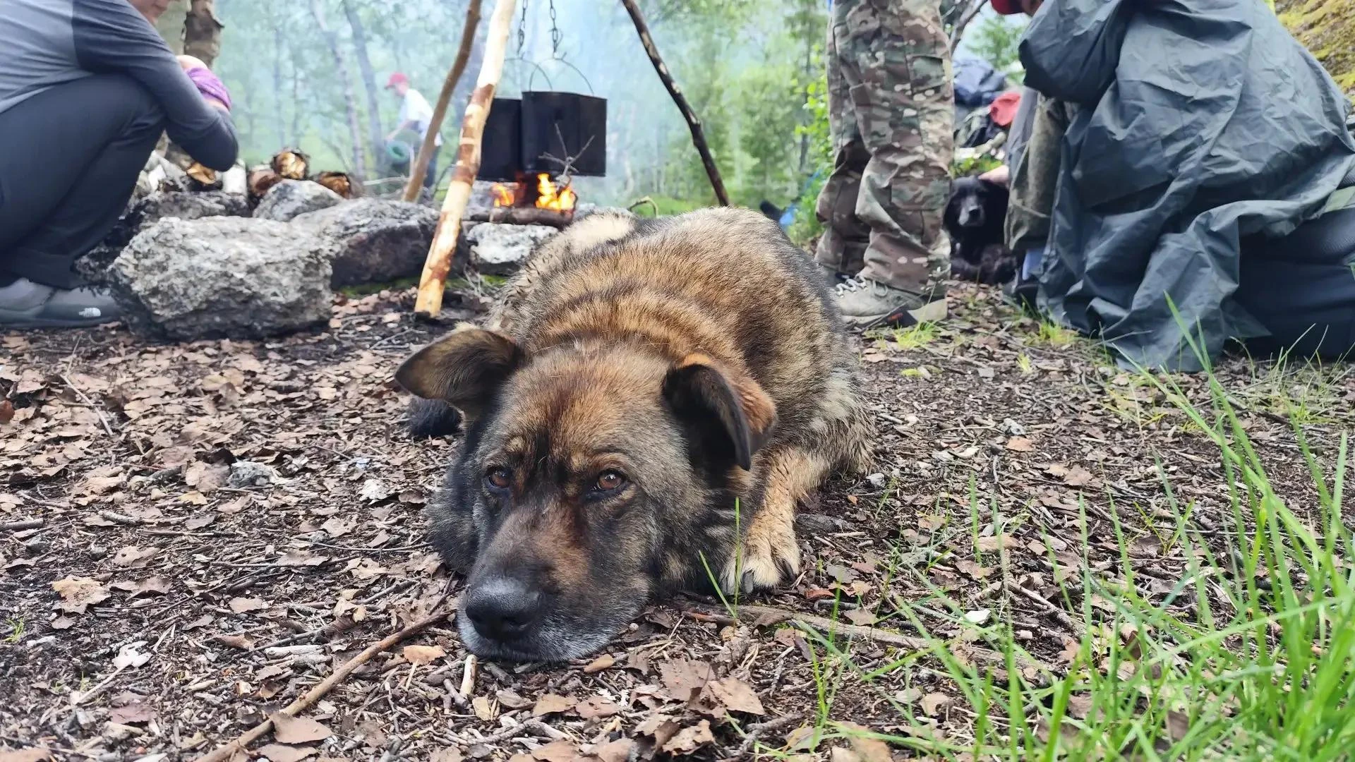Привет от Бурана❤️ В июле его хозяин Олег водил учеников в Хибины, и Буран как всегда с...